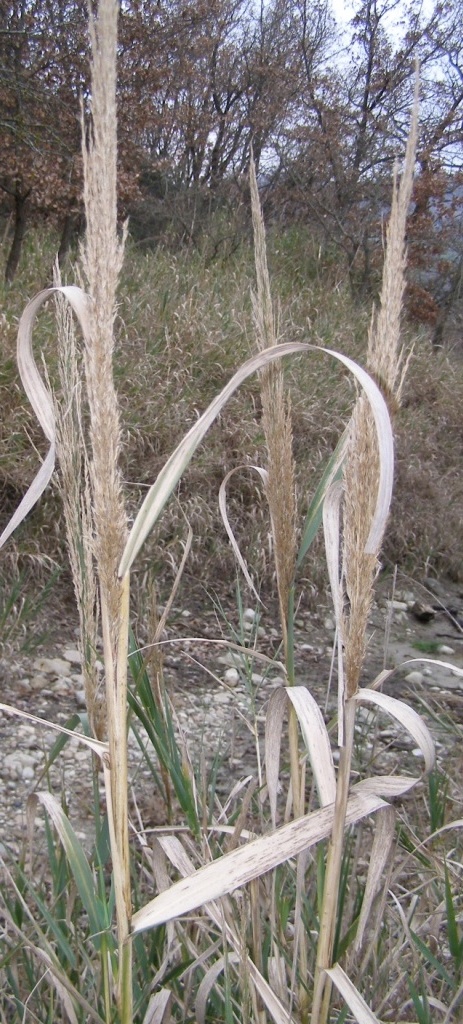 Arundo plinii / Canna del Reno